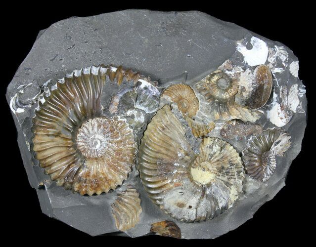 Gorgeous Deschaesites Ammonite Cluster - Russia #39150